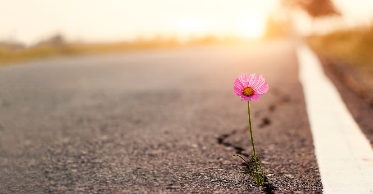 Prevailing Purpose - The Crosswalk Devotional - September 5